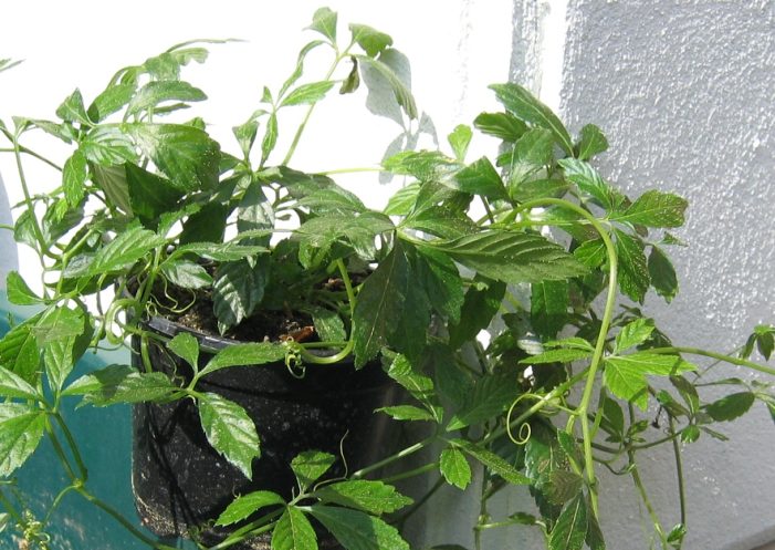 Der Lebensgefährte Stress geht. Die adaptogene Pflanze Jiaogulan kommt.