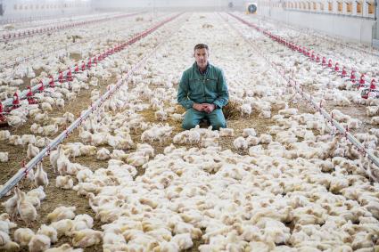 Der Deutschen liebstes Fleisch / 
Moderator Dirk Steffens erzählt sein „Projekt Hühnerhof“ für ZDFzeit (FOTO)