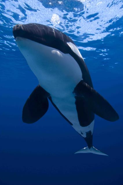 ProSieben MAXX lässt die Meeresriesen los: „Big Ocean Day“ mit BBC EARTH-Reportagen und der Kino-Doku „Blackfish“ am 1. Januar 2015 (FOTO)