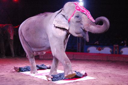Zirkus-Festival von Monte Carlo: Aktionsbündnis „Tiere gehören zum Circus“ fordert ARD auf, das Festival bei der Ausstrahlung nicht zu verfälschen (FOTO)