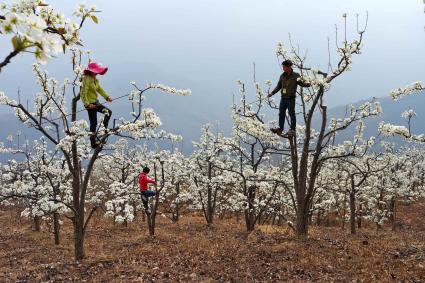 Ausgerottet: In einem Obstanbaugebiet Chinas summt keine Biene mehr! „Green Seven 2015: Save the Bees“ auf ProSieben (FOTO)