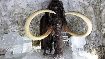 Wird „Jurassic Park“ bald Realität? / „Die VICE Reports“ berichten über Klontechnologie in Südkorea (FOTO) Wird „Jurassic Park“ bald Realität? / „Die VICE Reports“ berichten über Klontechnologie in Südkorea (FOTO)