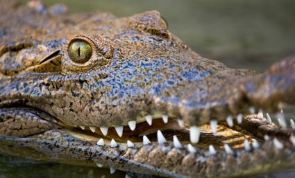 Wildes Florida: Zwischen Krokodilen und Alligatoren (FOTO)