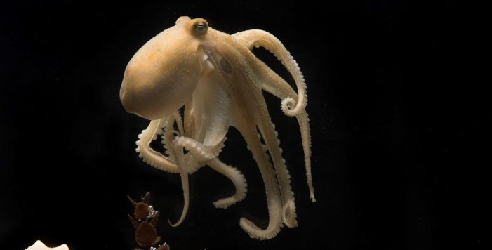 Geheimnisvolle Oktopusse und Tintenfische