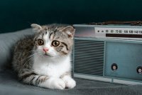 Radio-Domains und Channel-Domains sind für Hörfunksender wie gemacht