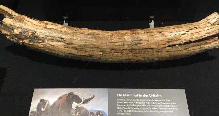 Mammutzahn in Wiener U-Bahn gesichtet