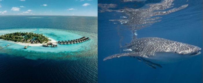 Neuer Meeresbiologe im Nova Maldives kämpft für die Artenvielfalt