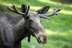 Norwegisch-Sprachdiplome auf Sprachzertifikat.org