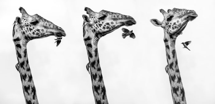 Gift Guide: Einzigartige Fine Art Wildlife Prints von Beverly Joubert