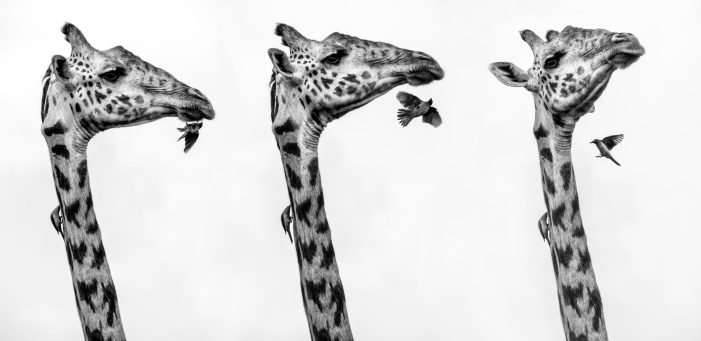 Gift Guide: Einzigartige Fine Art Wildlife Prints von Beverly Joubert Gift Guide: Einzigartige Fine Art Wildlife Prints von Beverly Joubert