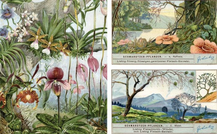 Kunstvolle Natur: Historische Illustrationen zum Tag des Baumes
