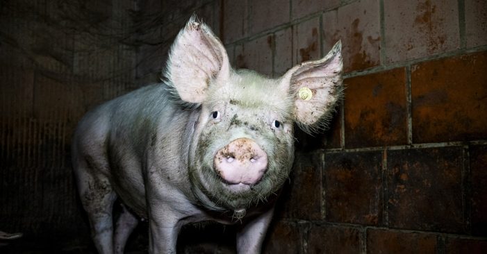 Nach Westfleisch-Skandal: Schlachtkonzern gerät unter Druck – Staatsanwaltschaft ermittelt gegen Zulieferer