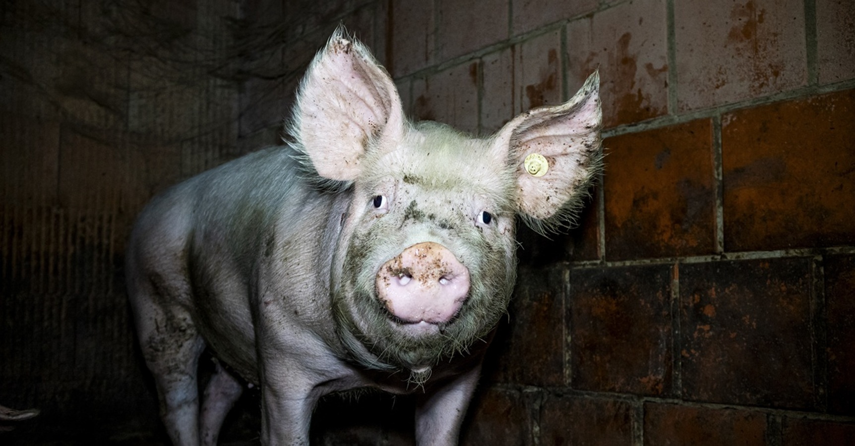 Nach Westfleisch-Skandal: Schlachtkonzern gerät unter Druck – Staatsanwaltschaft ermittelt gegen Zulieferer Nach Westfleisch-Skandal: Schlachtkonzern gerät unter Druck – Staatsanwaltschaft ermittelt gegen Zulieferer