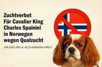 Cavalier King Charles Spaniel – Qualzucht?