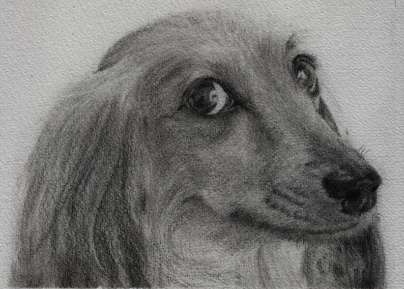 Individuelle Tierportraits bei KruseAtelier