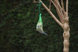 Winterfütterung der Singvögel sinnvoll?
