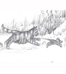 Maus trifft Katze