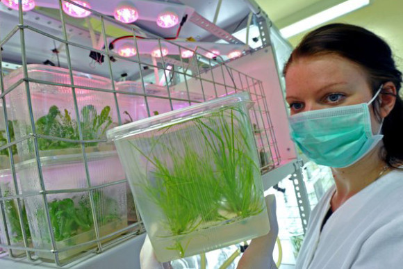 Biotechnologie – Exklusiv-Umfrage 2012/2013