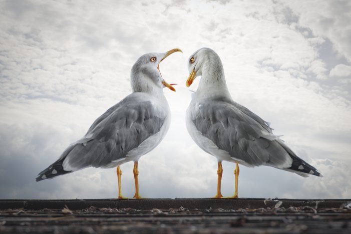 NATÜRLICH!? – Schöner als wahr –    Naturbilder zwischen Fotografie und Montage