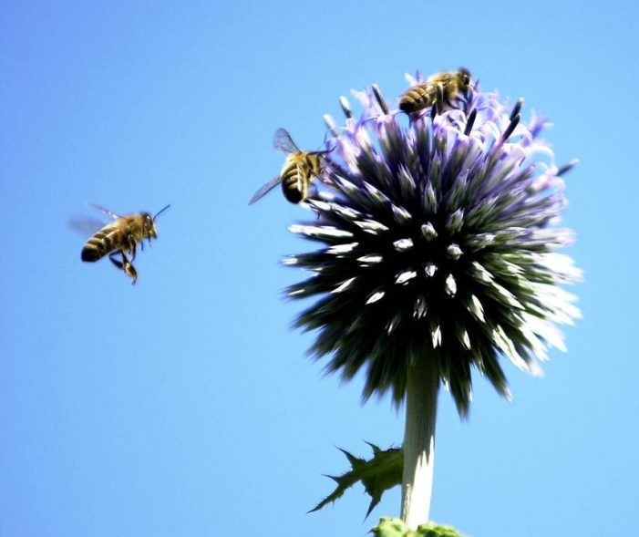 Herzschmerz mit Verantwortung – Bienen-Charity für Mellifera e. V.